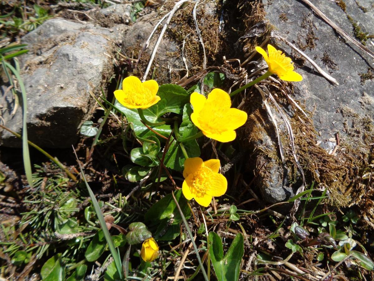 Berggasthof Sonne Allgaeu Sonthofen Bagian luar foto